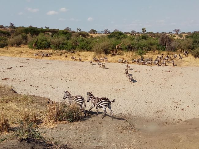 Giraffes, wildebeests, zebras, Tarangire