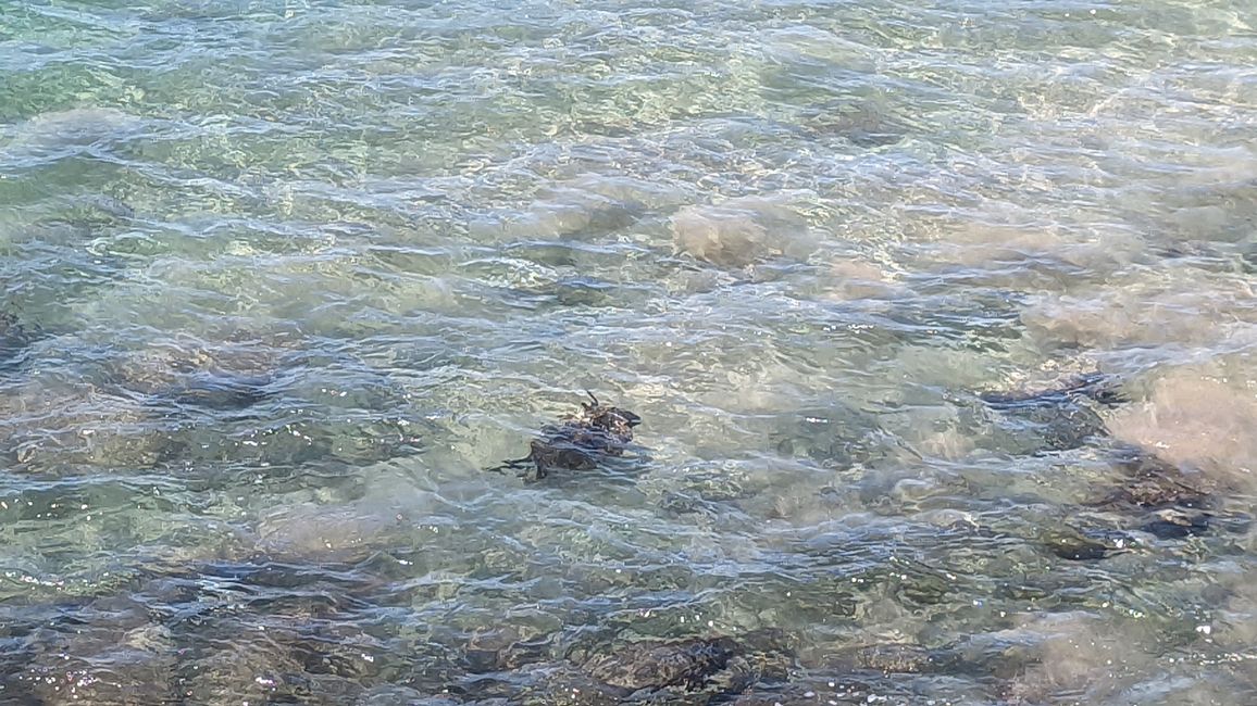 DT Fleming Beach mit Schildkröte