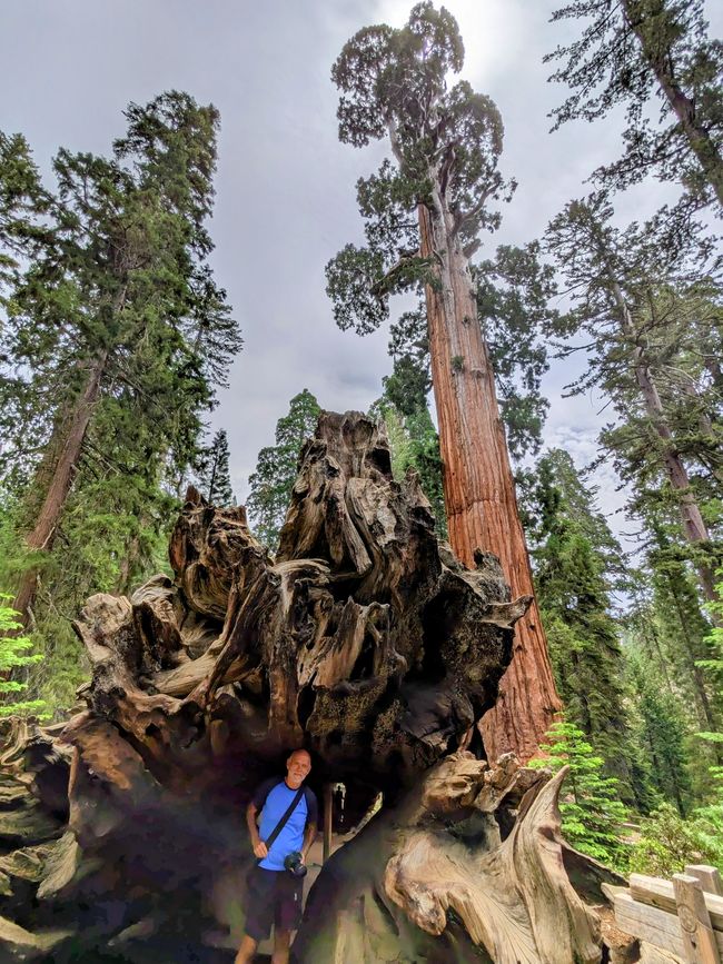 Trobada gegant a Sequoia i Kings Canyon NP / Califòrnia