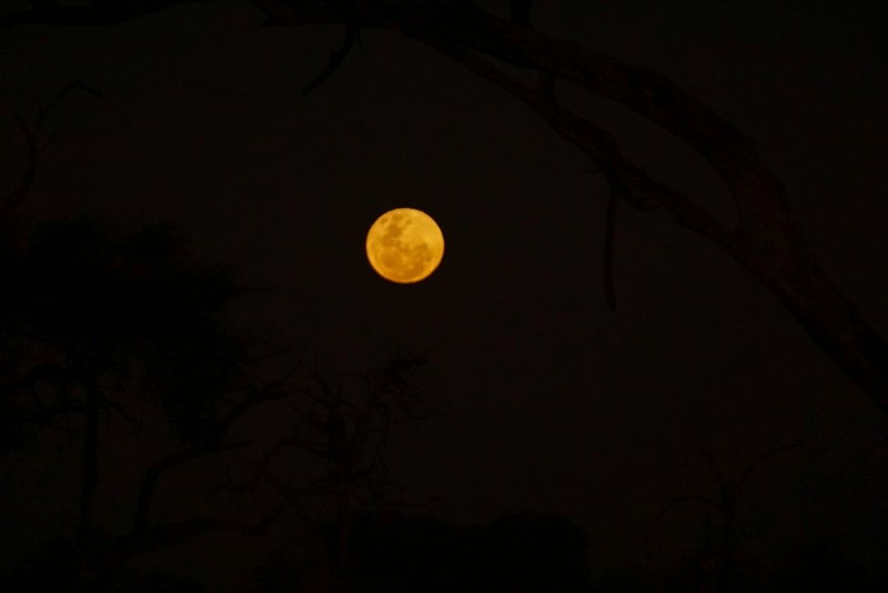 Full moon over the Okavango Delta
