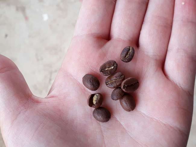 Coffee growing area