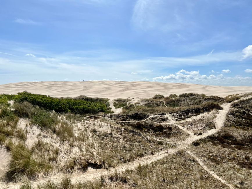 Råbjerg Mile, Denmark's largest wandering dune