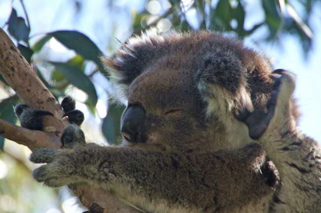 Was gibt es niedlicheres als einen sich juckenden Koala?