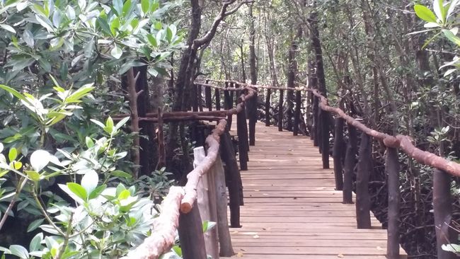 You should also visit the mangroves in the Jozani Forest.