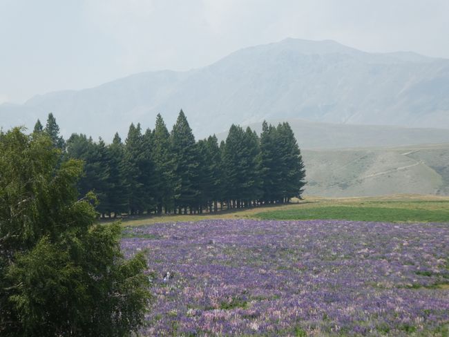 thousands of lupines
