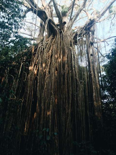 Curtain Fig Tree, Yungaburra, Atherton Tablelands