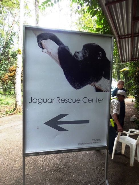 13.01.2018 - Jaguar Rescue Center