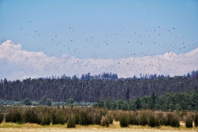 Tausende Vögel in der Reserva Nacional Lago Peñuelas