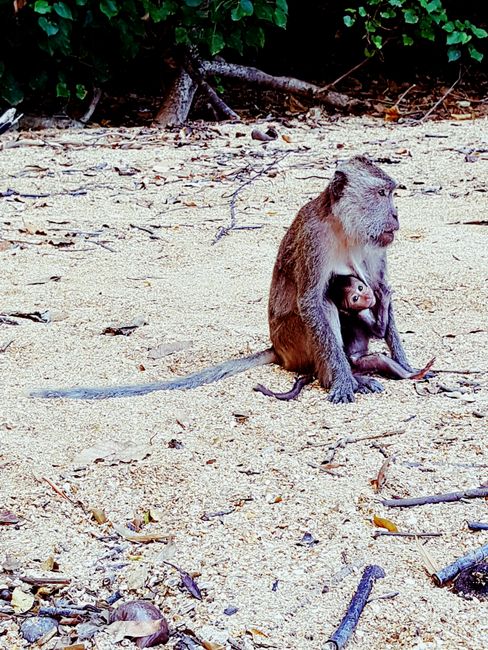 Mutter mit Baby auf der Affeninsel 