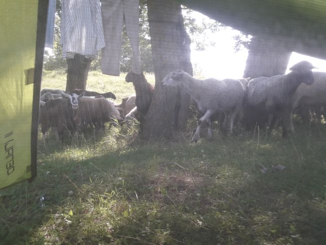 Morning among sheep