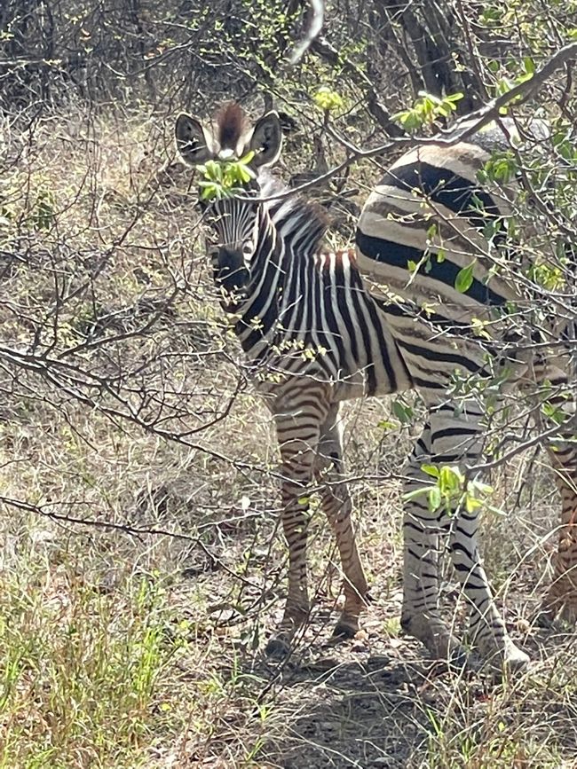 Baby Zebra 