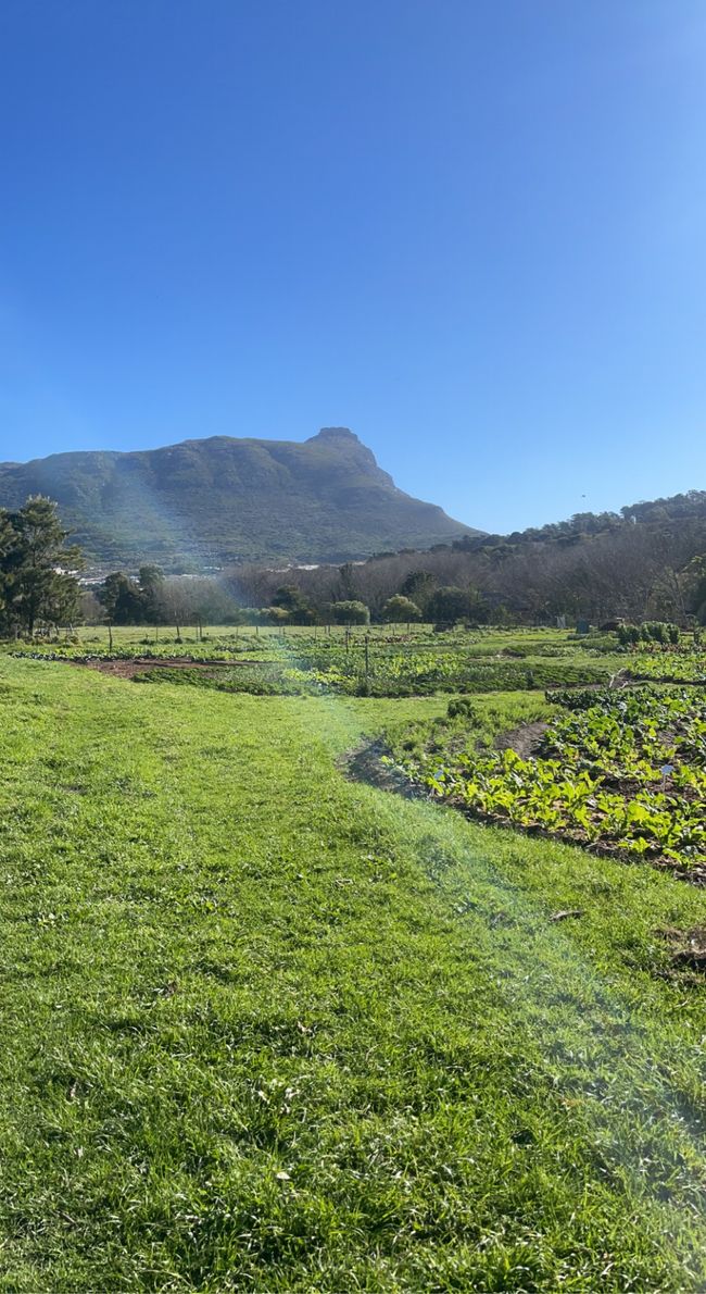 This week was our first week of work at Love in a bowl in Hout Bay. We are volunteering 40 hours per week for the next 2-3 months on this organic farm and we get to take on various tasks. The harvest goes to restaurants, soup kitchens, individuals, and especially to children and elderly people through donations.