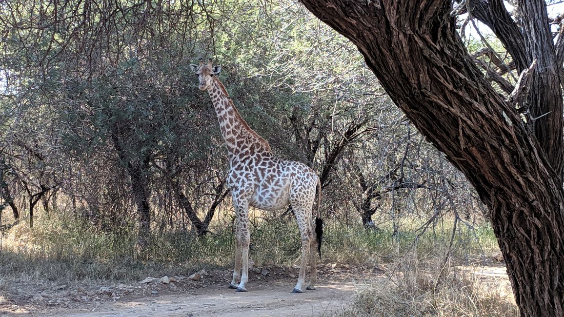 Dag 18: En have fuld af giraffer og tilbage til Johannesburg