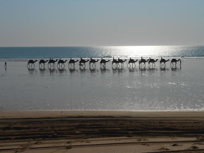 Die Kamele am Cable Beach, fuer die Broome bekannt ist