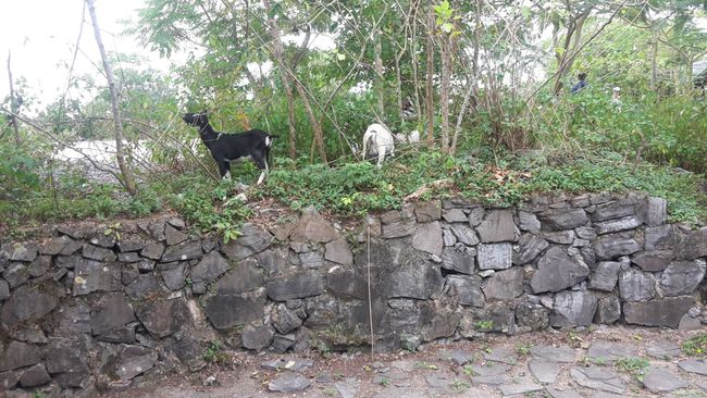 Goats at the viewpoint