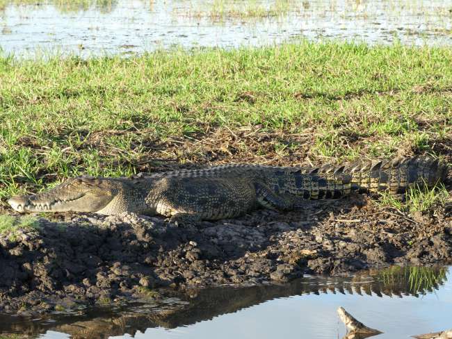Full-sized saltie crocodile