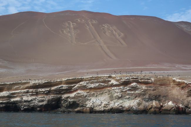 Paracas National Park: a paradise for animal observations