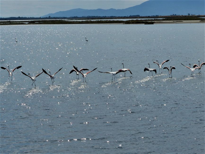 Auf Wiedersehen Pelopones und Flamingos