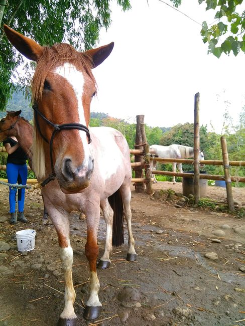 Adventure at the Horse Riding Farm - Costa Rica Edition