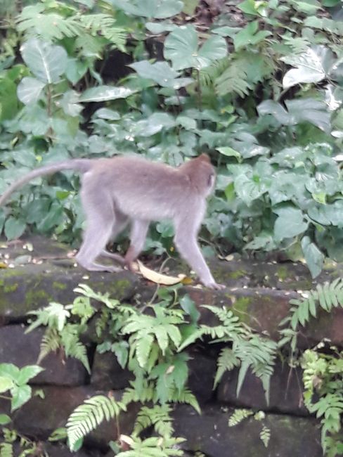 Bali - Ubud Monkey Forest