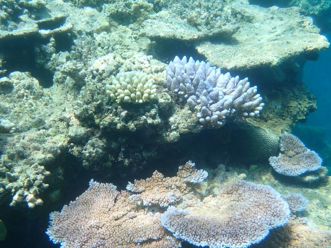 Cairns, Kuranda and Great Barrier Reef