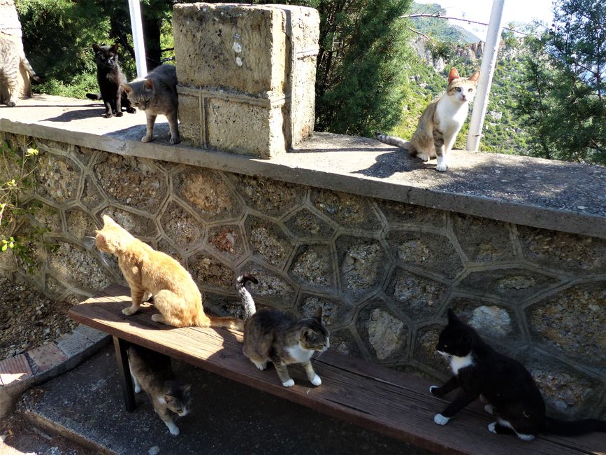 Cat monastery
