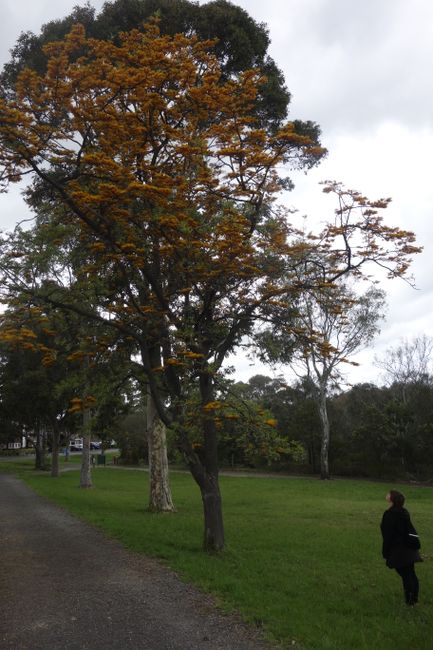 6.11.2018 - laufend Melbourne