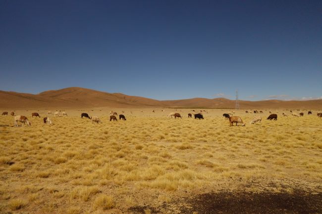 Kurze Zeit spaeter waren wir schon im Altiplano auf ueber 4000m Hoehe. Hier in der Gegend gibt es dann auch eines der hoechstgelegenen Doerfer der Erde auf rund 5000m Hoehe. Das sind schon harte Bedingungen hier.