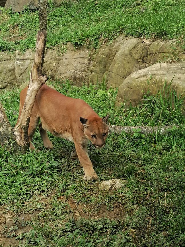 Puma -  Männchen 