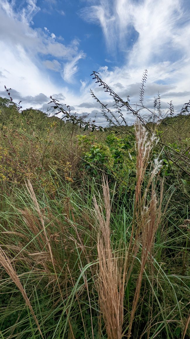 Aufenthalt im Süd Pantanal (Zusammenfassung)
