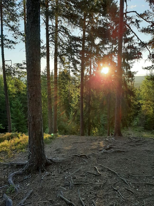 Sunrise behind pine trees