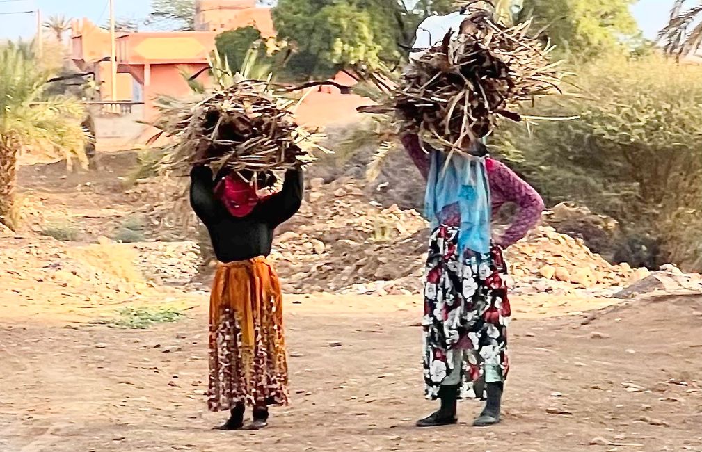 Collecting and carrying firewood is women's work. (Photo: Birgit)