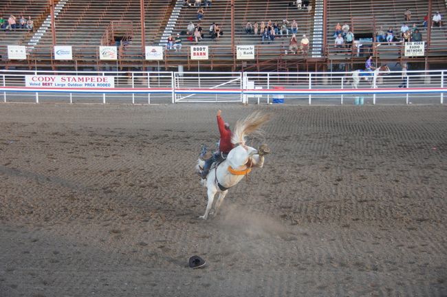 Mustangs am Bighorn Canyon & Rodeo in Cody