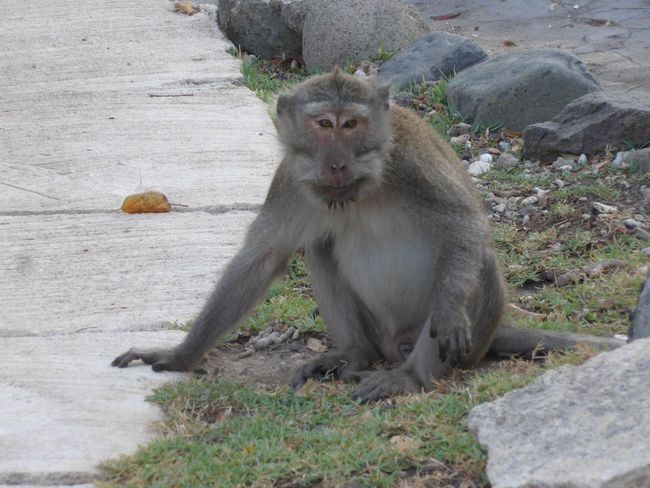 पश्चिम बाली राष्ट्रीय उद्यान - माकडांमध्ये आराम (बाली भाग १)