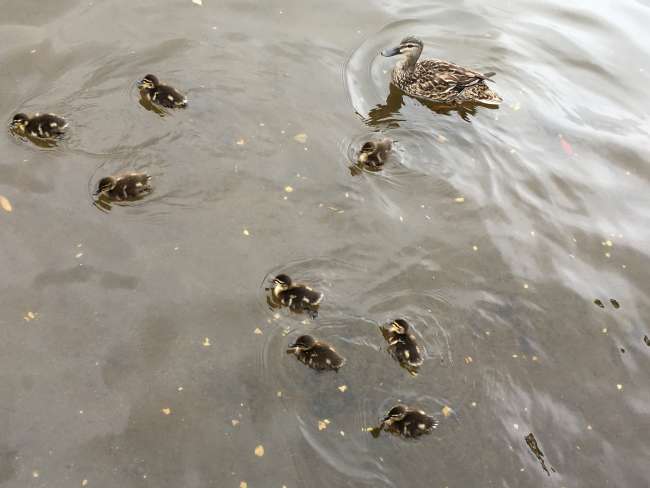 Entenfamilie im Lake Rotoroa in Hamilton