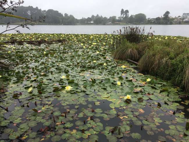 Water lilies in Lake Rotoroa