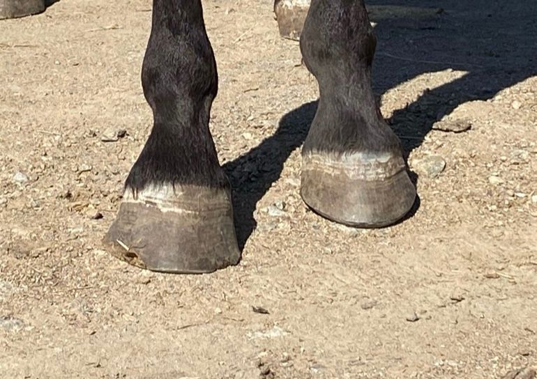 Which hoof is handled?