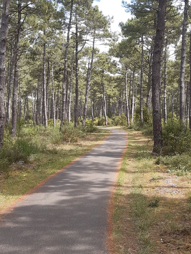 Bike path through the forest