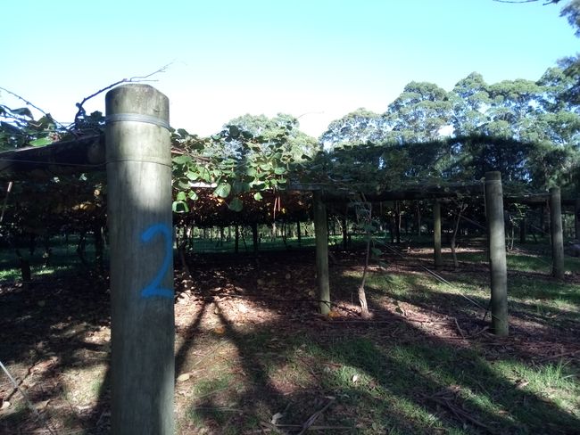 Kiwi Orchard