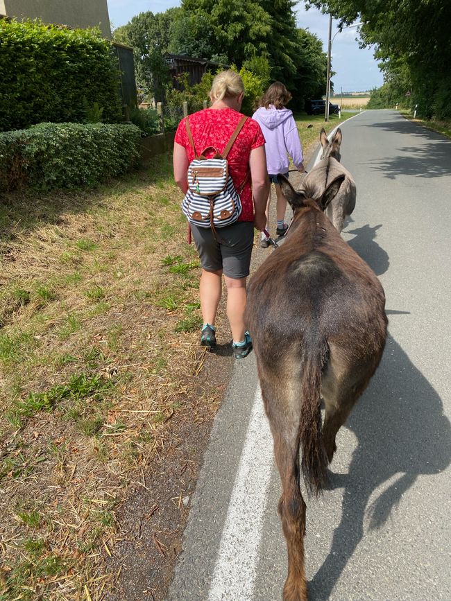 Donkey hike in Sauerland