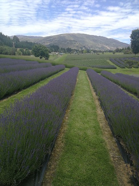Lavendel Farm 