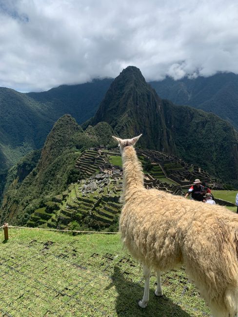 Even the llama enjoys the view