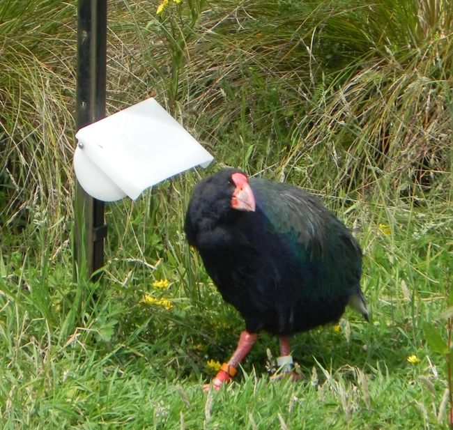 Takahē, a flightless bird that was once thought to be extinct on the North Island
