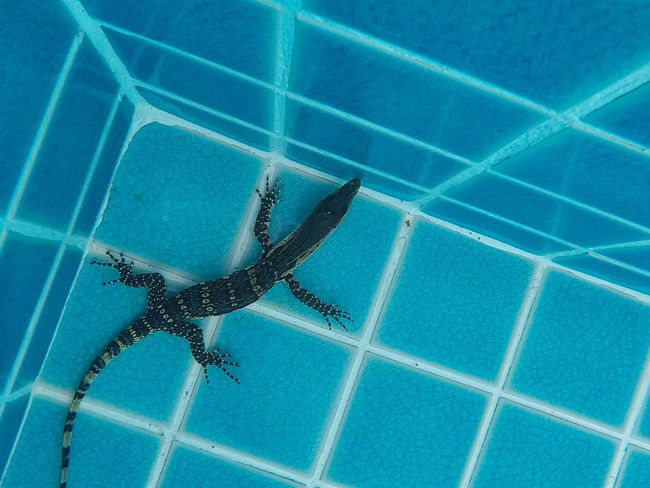 Tag 264 - Lizard in the pool & riding the scooter