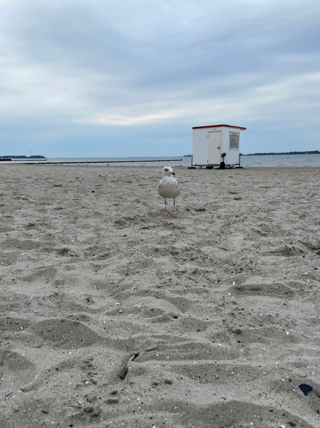 Neugierige Möwe