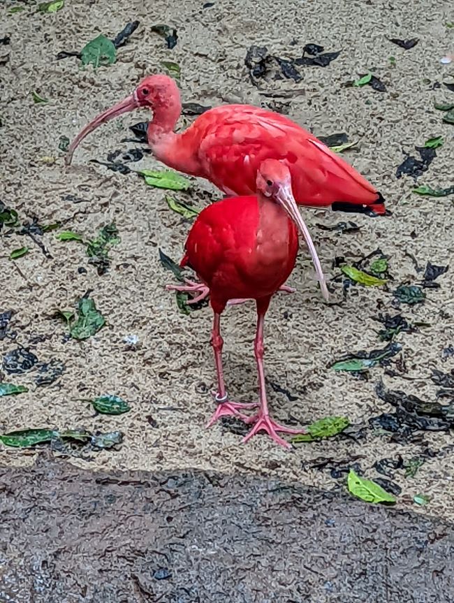 07.06.2022 - Vogelpark und Wasserfälle