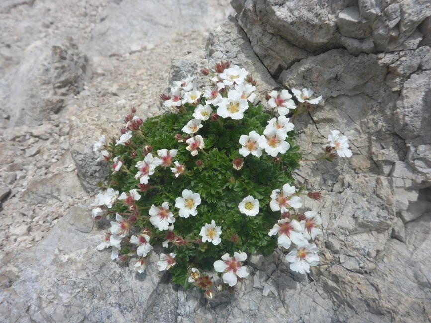 Alpine blossoming 7