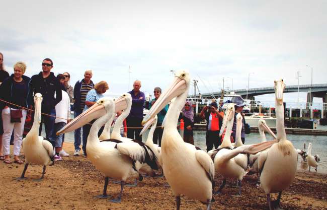 Every day at 12 o'clock, pelicans are fed with the remains of a nearby fish & chips restaurant in Newhaven. Even though the many people in the background bother me, it was still something special to experience pelicans up close.
