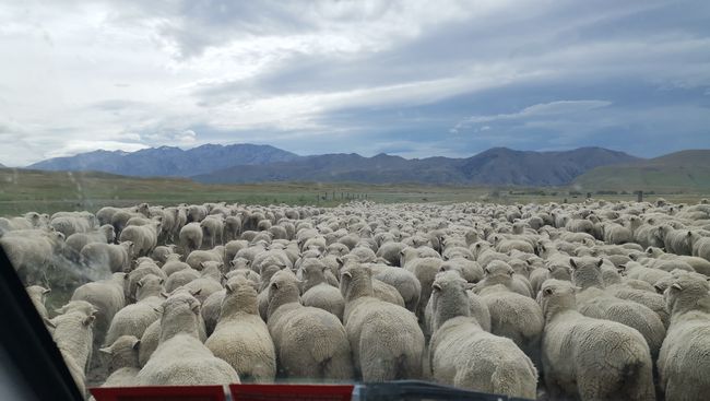 13.12.2019 Sheep escort to the West Coast via the Arthurs Pass