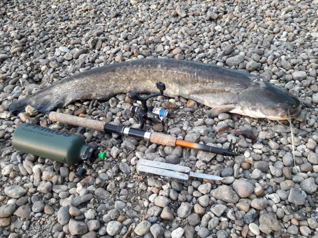 fishing rod, bait, stunning device, killer and the fish